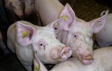 Von einer möglichen Salmonellenbelastung im Sojabohnenextraktionsschrot aus gentechnikfreien Sojabohnen sind auch Betriebe in Baden-Württemberg betroffen.