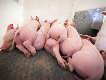 Die Saugferkelkokzidiose kann bei jungen Ferkeln zu starken Durchf�llen f�hren.