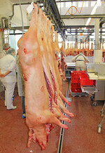 Stau am Schlachtschweinemarkt: Ein zu großes Angebot drückt die Preise nach unten.