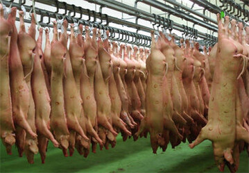 Visuelle Fleischuntersuchung ersetzt bisheriges Verfahren: Die visuelle Untersuchung von Schweineschlachth�lften war vor dem 1. Juni 2014 nur unter bestimmten Voraussetzungen m�glich. 