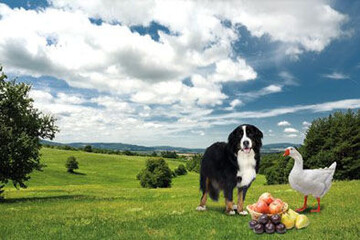 Werbung mit Pfiff: Der gem�tliche Sennenhund "Barry" und die vorlaute und vorwitzige Gans namens "Hans" leben auf einem idyllischen Schweizer Bauernhof und werben f�r heimische Fr�chte. 