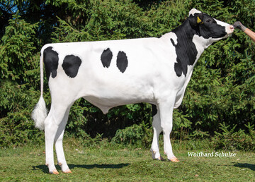 Scott PP ist der weltweit höchste reinerbig hornlose Holsteinbulle. Er stammt aus der Zucht von Rainer Thoenes in Kalkar.