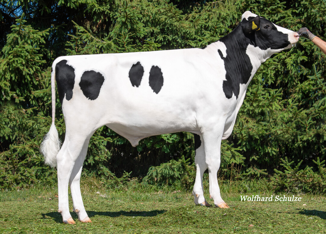 Scott PP ist weltweit der höchste reinerbig hornlose Holsteinbulle und verspricht funktionale Kühe mit einer guten Robotereignung.