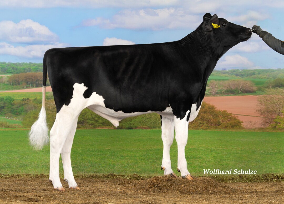 Seaport ist als Secundus-Sohn eine echte Blutalternative f�r die Holsteinzucht.