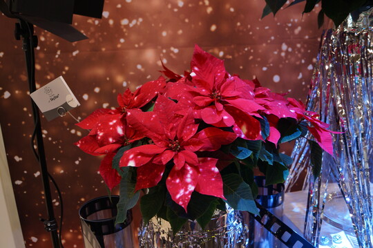 Der Zierpflanzenz�chter Selecta one rollte auf der Essener IPM 2020 den roten Teppich f�r seinen neuen �Star unter den Sternen� aus: die Poinsettie SkyStar�. Nach dem gro�en Erfolg der letzten Saison, dem Weihnachtsstern Christmas Mouse� mit erstmals runden Bl�ttern, bringt Selecta one nun die n�chste Neuheit auf den Markt. Auf den rotgef�rbten Bl�ttern spiegeln sich wei�e Punkte wie Lichtreflexe der Schweinwerfer. Diese besondere Poinsettie bringt mit ihrem dunkelgr�nen Laub, dicken robusten dunkelroten Stielen in V-Form und einem guten Wurzelsystem hervorragende Eigenschaften mit sich. Die nat�rliche Sch�nheit wird frischen Wind und Glamour in die Weihnachtszeit bringen. Und auch das Rahmenprogramm stimmt: Passendes Werbematerial, wie bedruckte T�pfe, Bildmaterial und Vorlagen zur Unterst�tzung der neuen Poinsettie SkyStar� am POS k�nnen bei Selecta one angefragt werden.