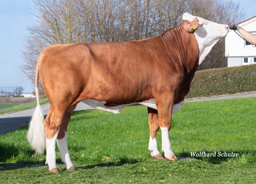 Mit Seraphim steht ein neuer und sehr hoher Senator-Sohn zur Verfügung, der von der Kreß GbR in Wilhelmsdorf gezüchtet wurde.