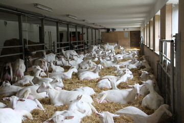 Tiergesundheitsexperten raten zu einer vorbeugenden Schutzimpfung von Rindern, Schafen und Ziegen gegen die Blauzungenerkrankung.