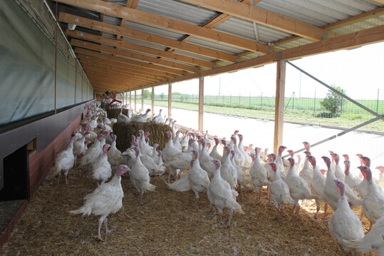 In Haltungsstufe 3 stehen den Puten mehr Platz und deutlich mehr Besch�ftigungsmaterial zur Verf�gung als in Haltungsstufe 2.