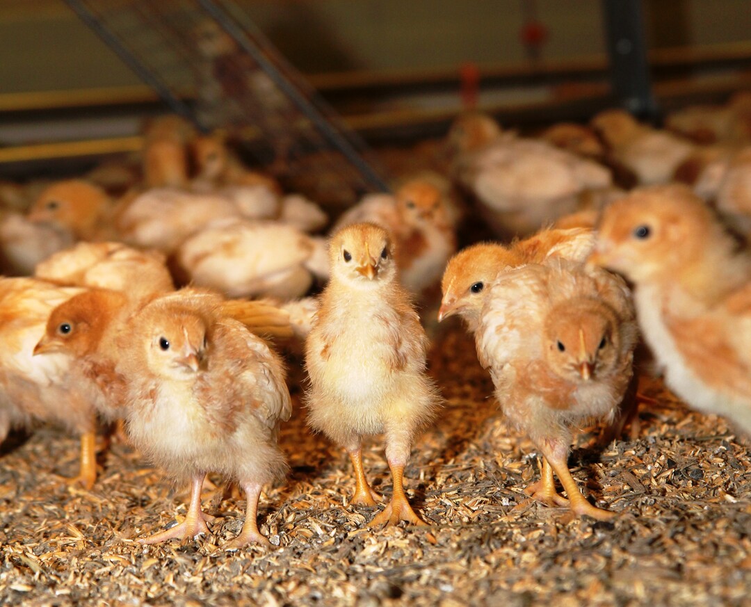 Die Hennenküken ahnen nichts vom Schicksal ihrer Brüder oder davon, dass deren Aufzucht
gegenwärtig alles andere als wirtschaftlich ist.