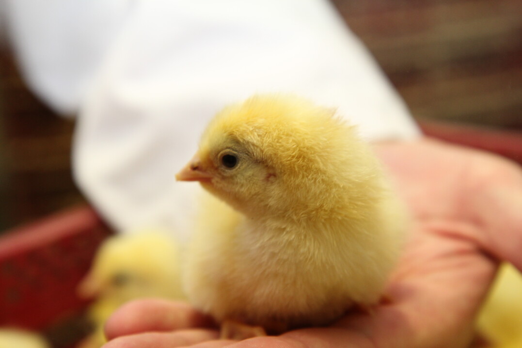 Durch das neue Tiergesundheitsrecht der Europäischen Union (EU) stehen Geflügelhalter, aber auch Tierärzte in der besonderen Verantwortung, den „Schutz vor biologischen Gefahren“ sicherzustellen.