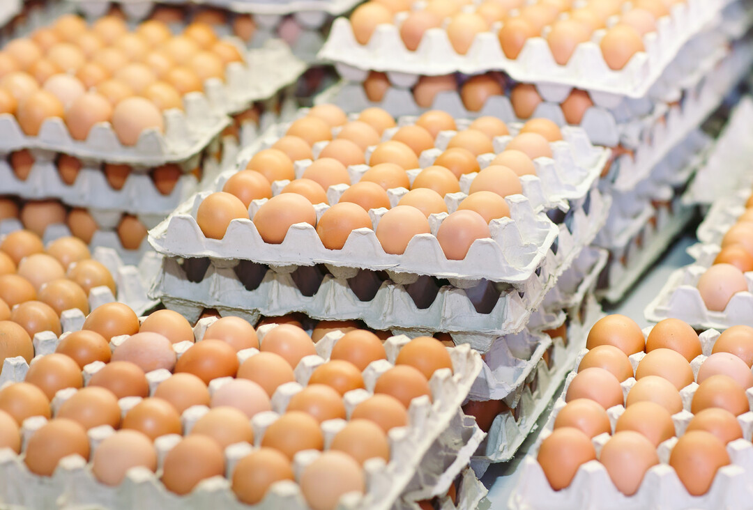 Russland konnte in den letzten Jahren die inländische Eierproduktion und den Außenhandel mit Eiern steigern.