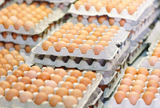 Russland konnte in den letzten Jahren die inl�ndische Eierproduktion und den Au�enhandel mit Eiern steigern.