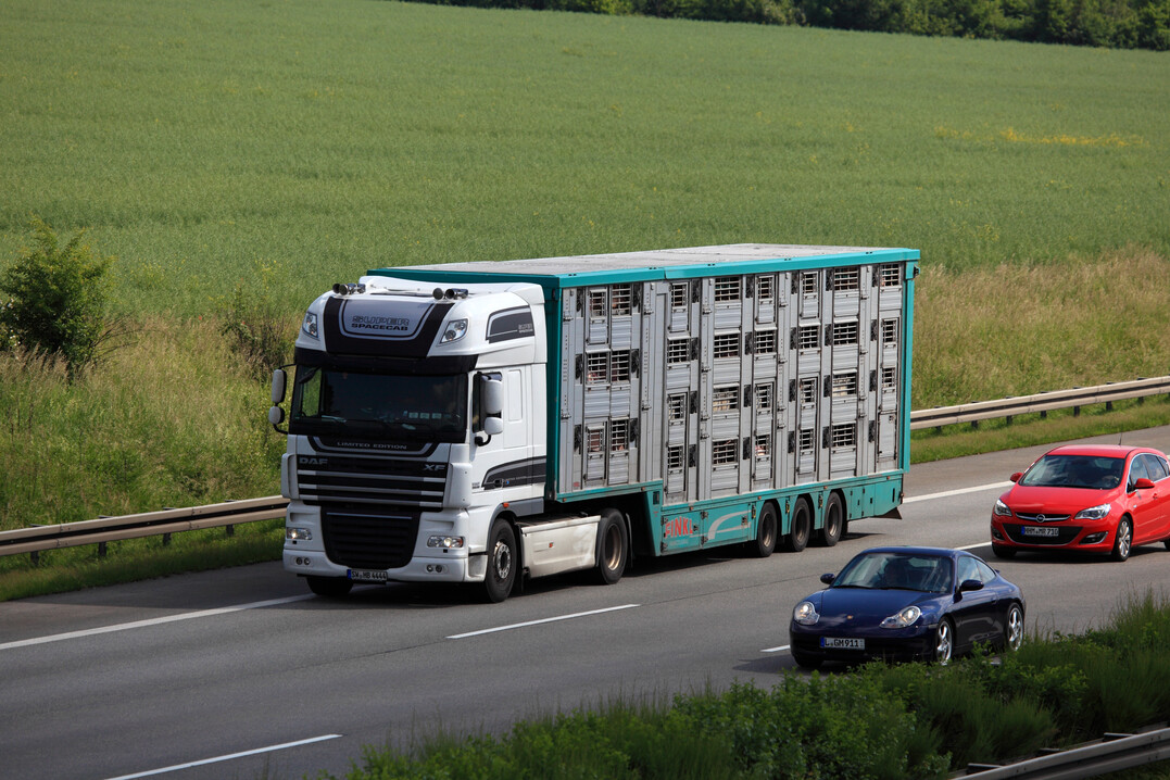 Die EU will das Tierschutz- und Tiertransportrecht novellieren.