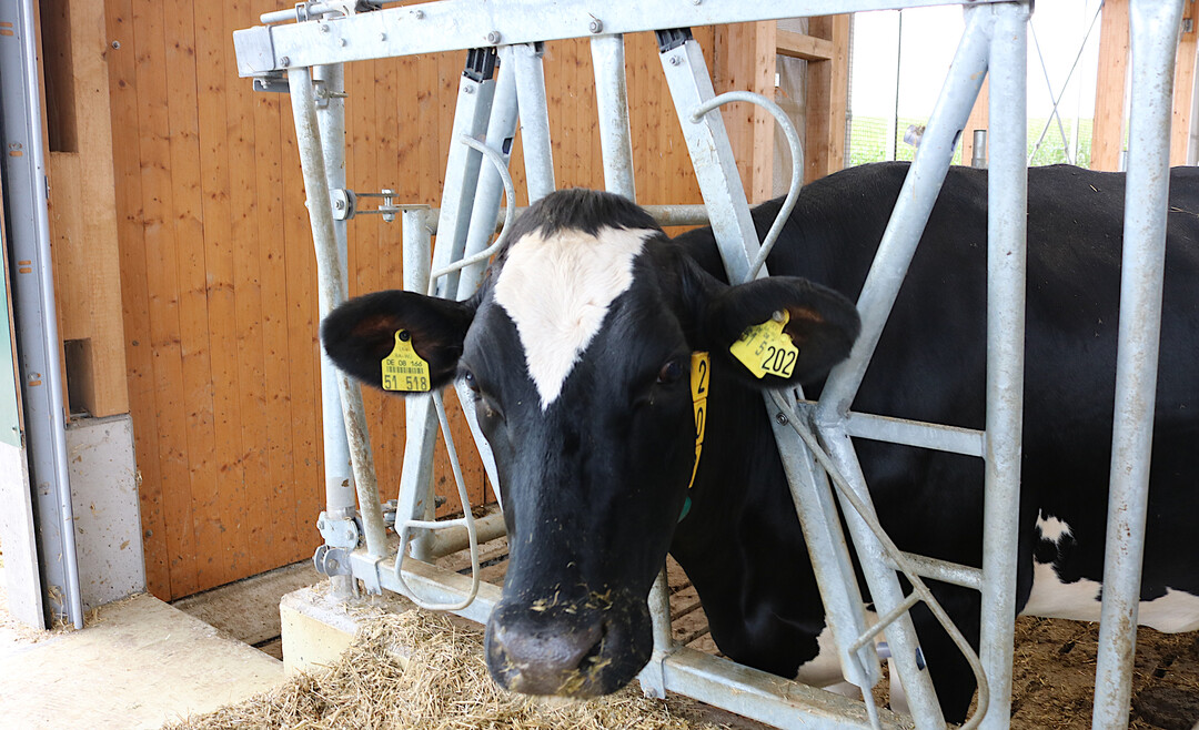 Mit einer Übergangsfrist von drei Jahren wurden unter anderen strengere Vorschriften für die Haltung von Rindern, insbesondere für die Milchviehhaltung, eingeführt. Die Übergangsfrist endet am 1. April 2024.