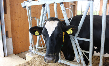 Mit einer Übergangsfrist von drei Jahren wurden unter anderen strengere Vorschriften für die Haltung von Rindern, insbesondere für die Milchviehhaltung, eingeführt. Die Übergangsfrist endet am 1. April 2024.