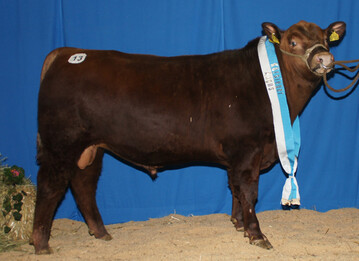  Der elegante K�rsieger Angus wurde f�r 3800 Euro verkauft.