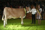 Eine Hurrican-Tochter aus dem Zuchtbetrieb von Sabine und Norbert Bertel aus Hasenweiler siegte beim Entscheid um das beste Typtier bei den Fleckviehjungkühen.
