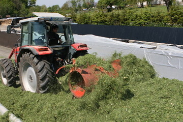 Die extreme Witterung hat die Silagebereitung verz�gert. Selbst bei besserem Wetter ist nun von erschwerten Bedingungen auszugehen, da die Milchs�urebakterien und vielleicht auch der Zucker zur Silierung fehlen. 