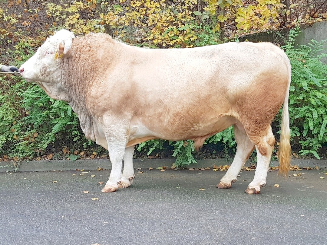 Neu im Lot ist der Hinterwälderbulle Silbenap, der die Milch- und Fleischleistung bei seinen Nachkommen verbessert.