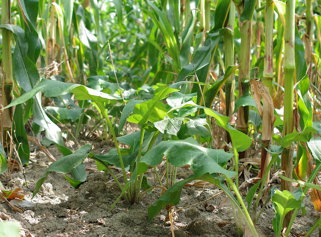Hier w�chst Silphie als Untersaat in Mais. Im zweiten Anbaujahr w�chst die Silphie hoch und kommt ohne Deckfrucht aus.