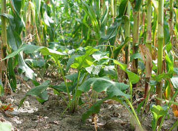 Hier w�chst Silphie als Untersaat in Mais. Im zweiten Anbaujahr w�chst die Silphie hoch und kommt ohne Deckfrucht aus.