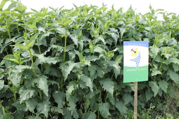 Etablierter Silphiebebestand in Hahnennest im Landkreis Sigmaringen. 