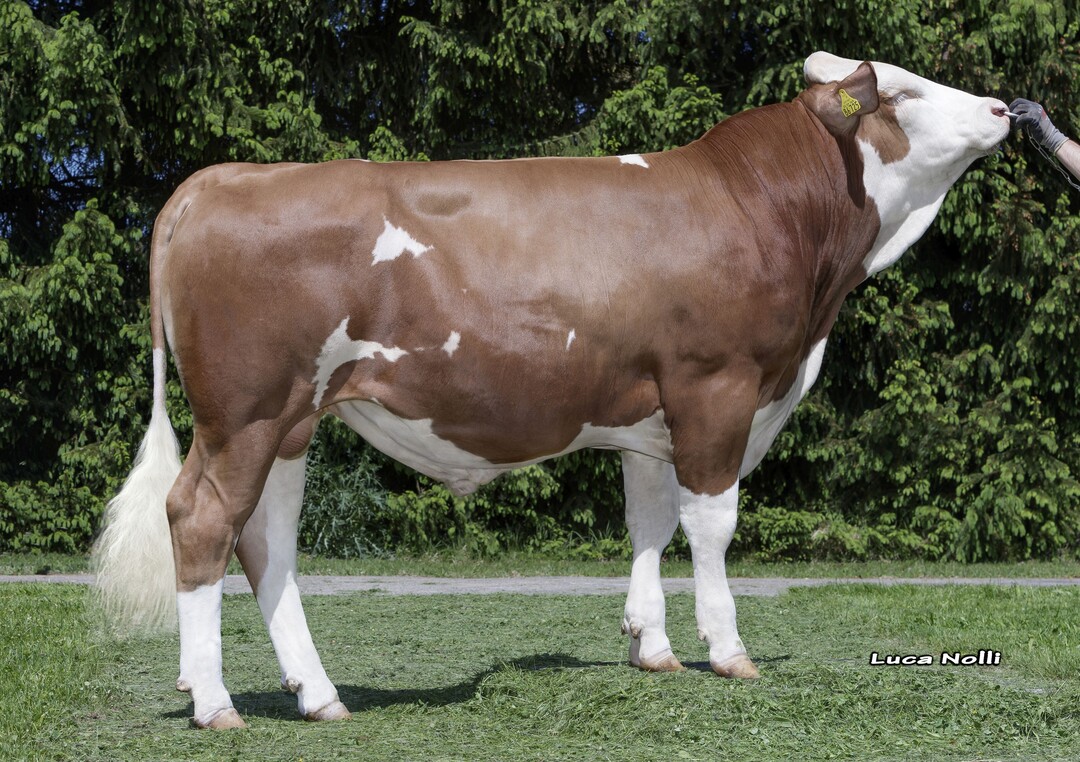 Der Bulle Skidoo ist einer der interessantesten Sisyphus-Söhne aus der Zuchtwertschätzung, der mit einem GZW von 143 gut verfügbar ist.