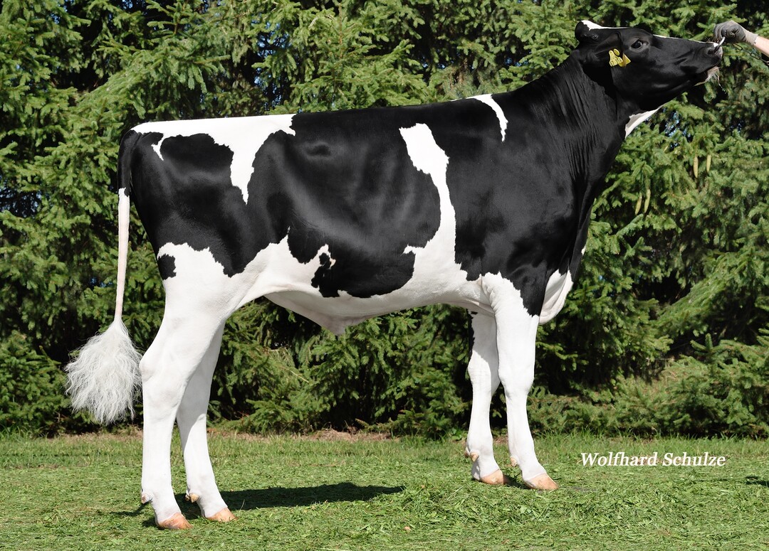 Skylight firmiert als Gesundheitsbulle.