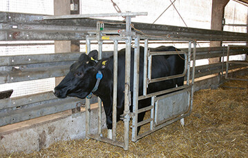  F�r Halsfangrahmen mit Schwenkgitter f�r Rinder gibt es bis zu 300 Euro Zuschuss.