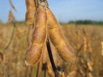 Sojaanbau ist ohne Kn�llchenbakterien nicht m�glich