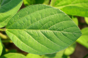 Das Blatt einer Soja-Pflanze in Mitteldeutschland Anfang Juli.