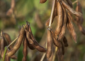 Nach dem Blattfall ist die Ernte der Sojabohnen nicht mehr fern.