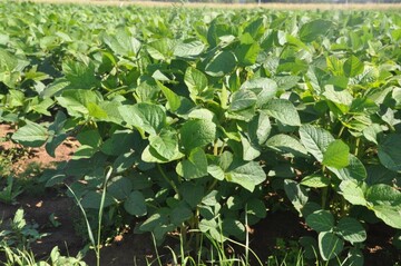 Ökosoja im Landessortenversuch 2023.