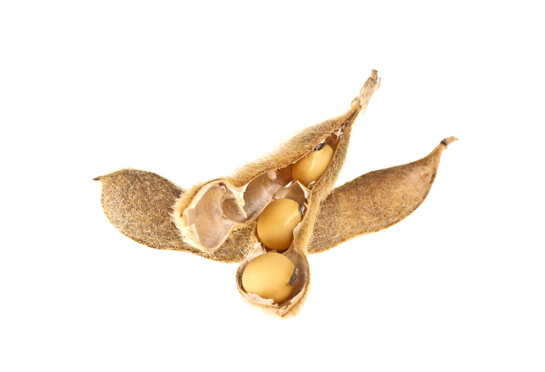 Ab 1. Januar 2024 muss Soja im Futter für Geflügel nachhaltig und entwaldungsfrei erzeugt worden sein.