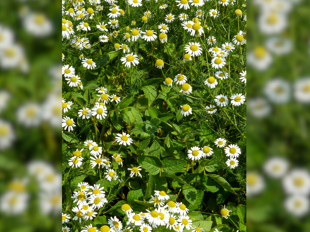 Ohne erfolgreiche Regulierung werden Sojabohnen schnell von Unkräutern überwachsen.