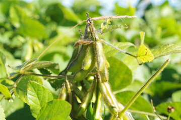 In den letzten zwei Jahren wurden in Deutschland 12 neue Sojasorten zugelassen.