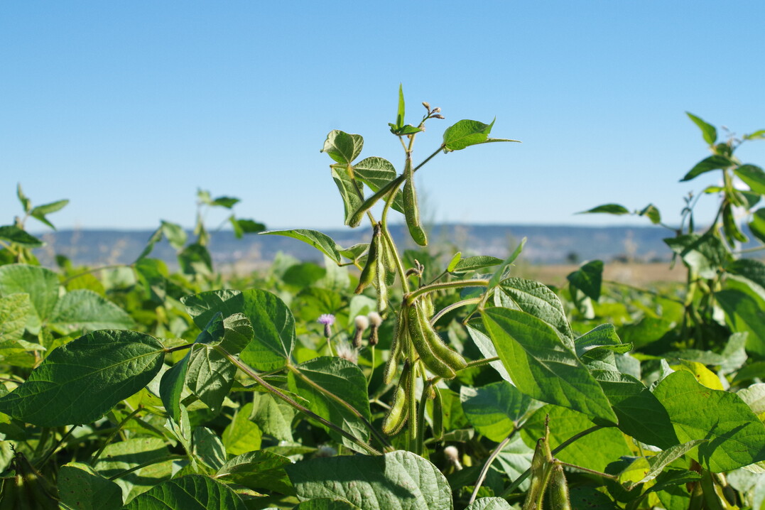 Sojabohnen und andere Leguminosen sind die wichtigste nat�rliche Stickstoffquelle f�r innerbetriebliche Kreisl�ufe.