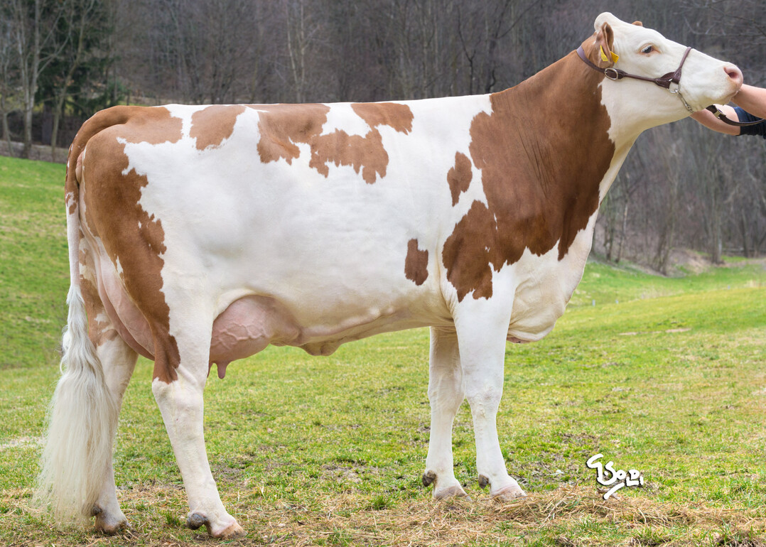 Sonate ist als Dax-Tochter die Mutter des Outcross-Bullen Vestria. Er stammt von Franz Wagner in Breitenstein.