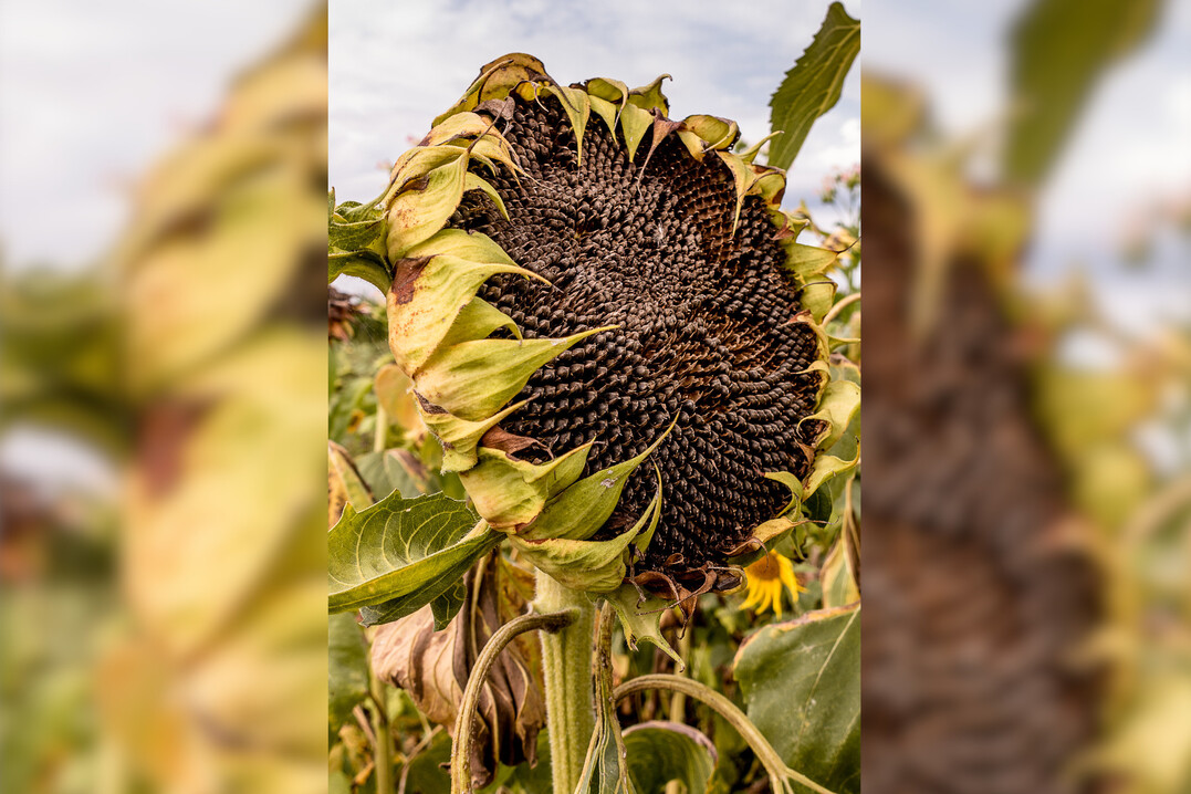 Bei der Sonnenblumenernte gilt es einige Punkte zu beachten, um Verlusten vorzubeugen.