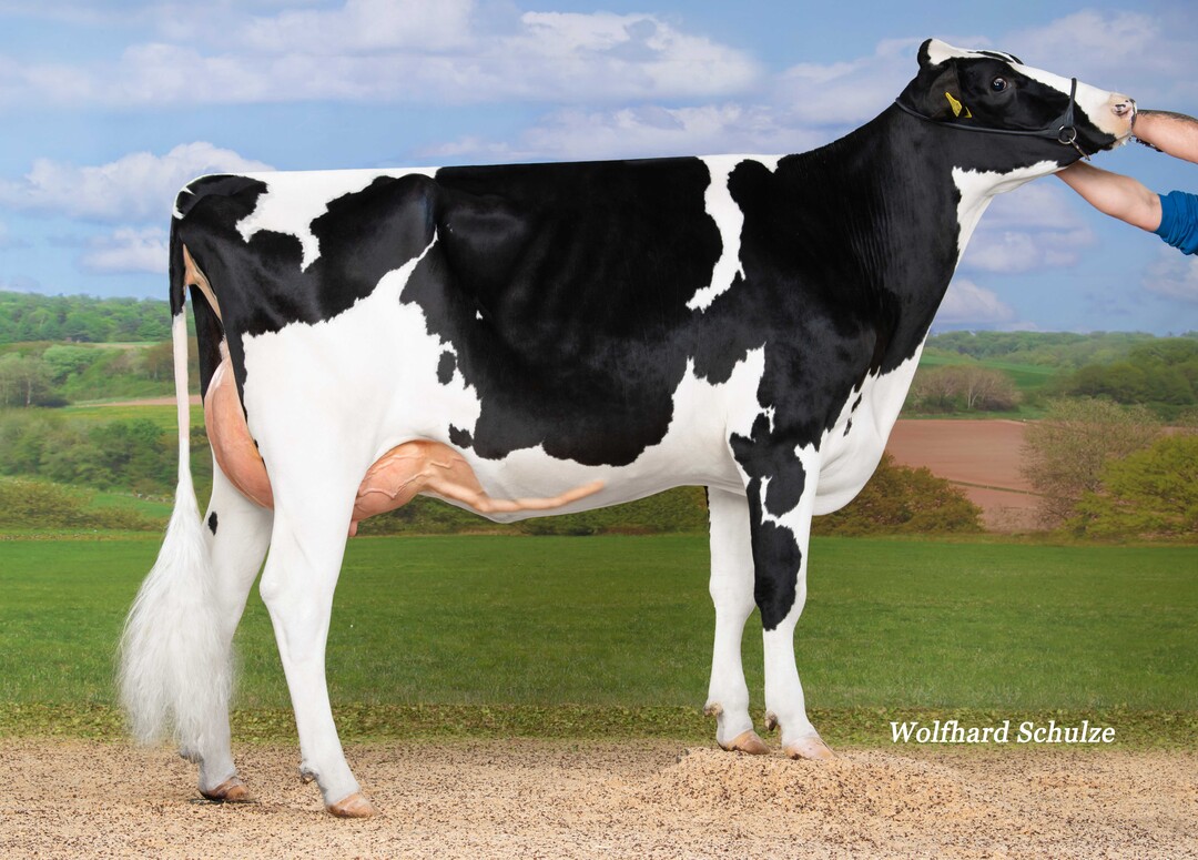 Die Garfield-Tochter Sophia von Claudius  Schele in Argenb�hl best�tigte bereits auf der RBW-Schau die Typqualit�ten ihres Vaters.