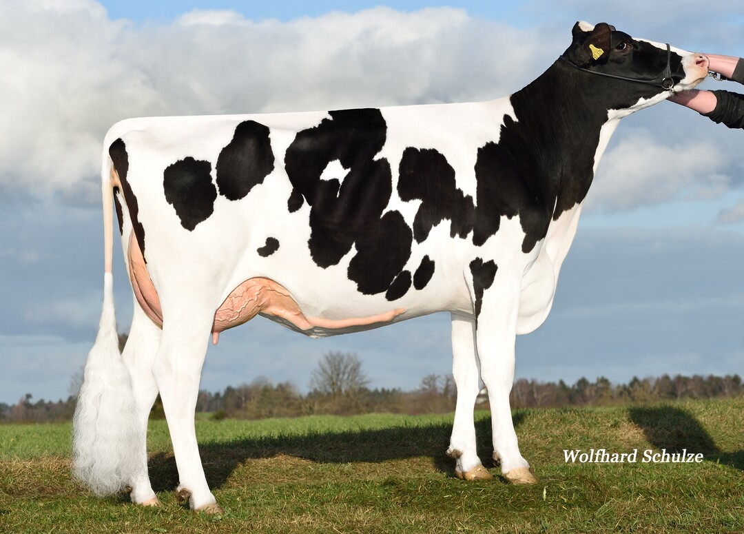 Die Mardic-Tochter Soraya wurde von der M�ller GbR in Groppach gez�chtet.