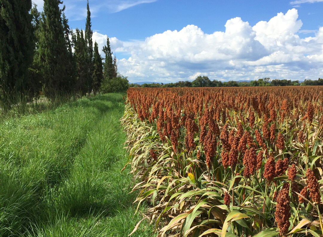 Sorghum hat auf den ersten Blick �hnlichkeit zu Mais.
