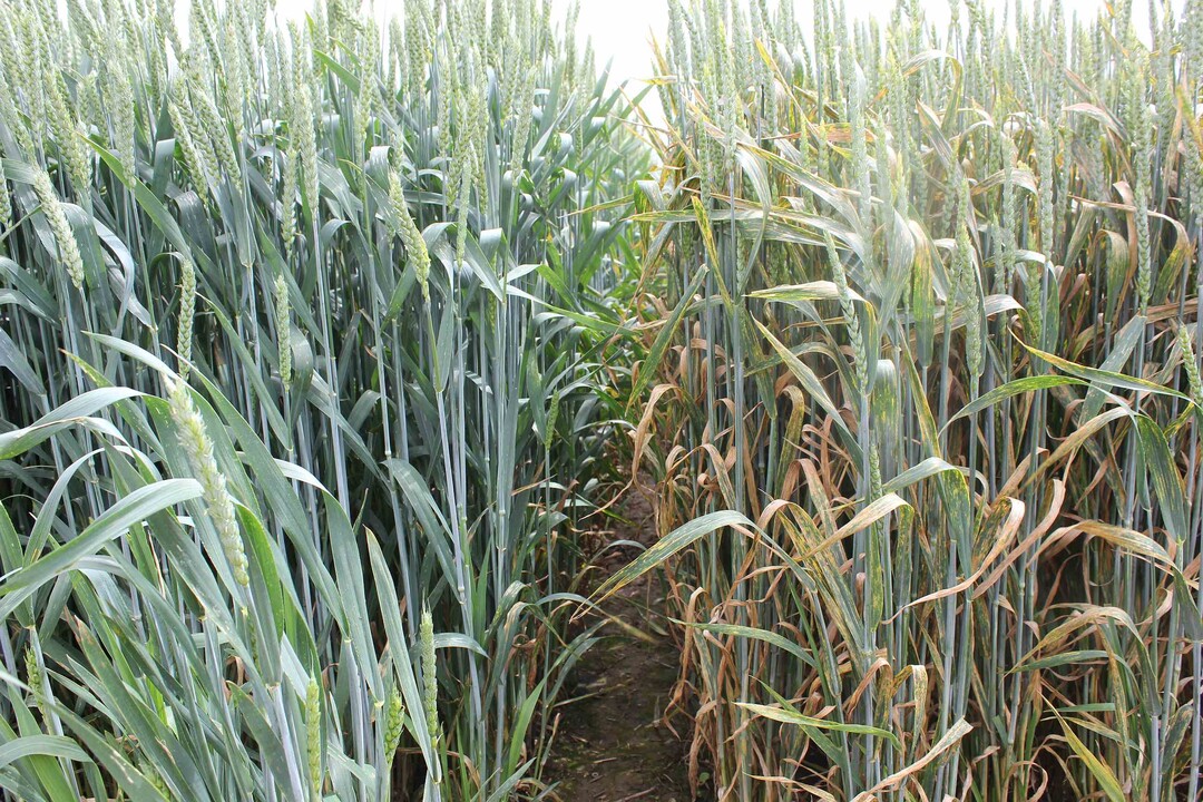 Sortenunterschiede in der Krankheitsresistenz