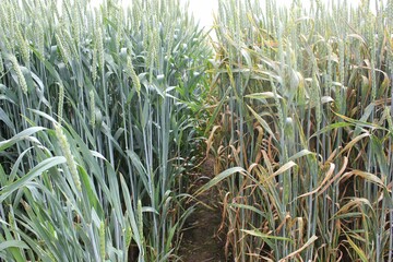 Sortenunterschiede in der Krankheitsresistenz