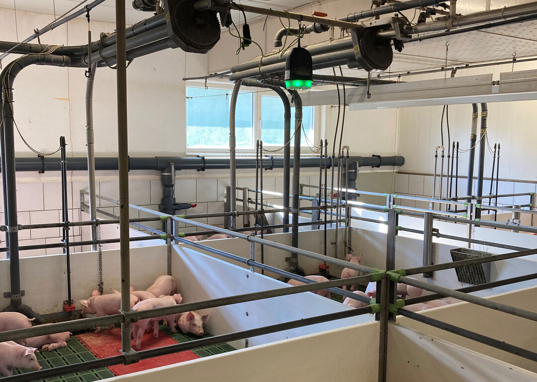 Das Sound Talks-System von Boehringer Ingelheim analysiert kontinuierlich den respiratorischen Gesundheitsstatus von Schweinen in der Aufzucht und Mast.
Die im Stall installierten Monitore mit je sechs Mikrofonen erfassen alle Geräusche im Stall und können mithilfe eines Algorithmus Hustengeräusche von anderen Geräuschen unterscheiden. Da das System 24 Stunden pro Tag aufzeichnet, erfasst es anders als der Betreuer die Hustenintensität auch in der Ruhephase und kann somit bis zu fünf Tage früher als der Landwirt den Husten erkennen.