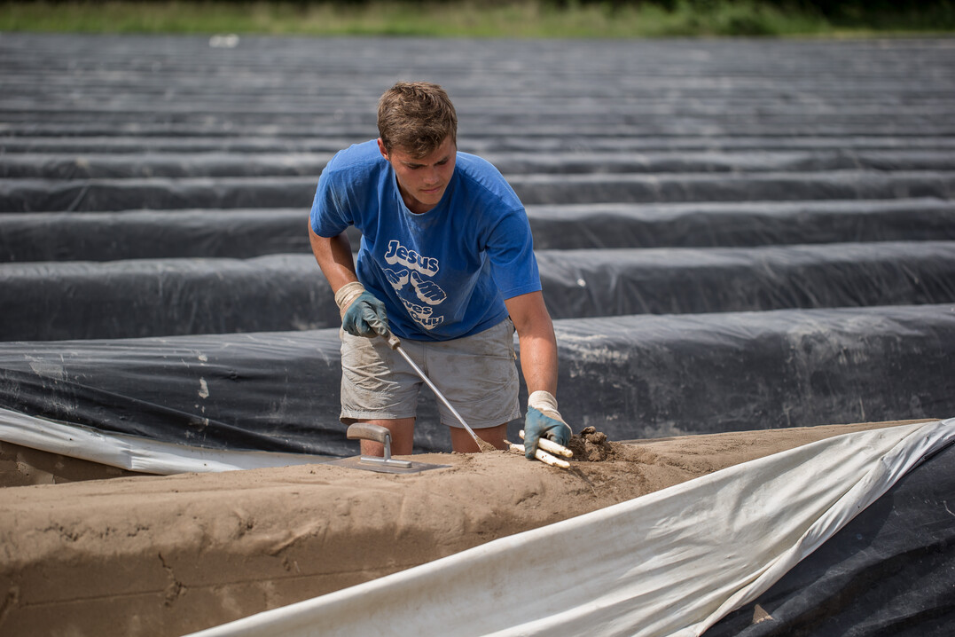 Spargelernte: Die Spargelsaison ist früh gestartet, aber das Spargelwachstum wurde anfangs durch den kühlen und regnerischen April etwas ausgebremst. Offiziell läuft die Saison noch bis zum 24. Juni.