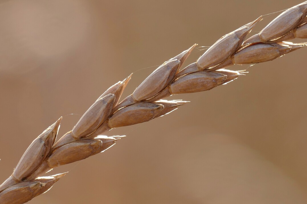 Die Ergebnisse der Landessortenversuche, Öko-Dinkel liegen vor.
