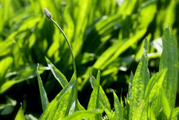 Spitzwegerichkraut lindert den Hustenreiz.