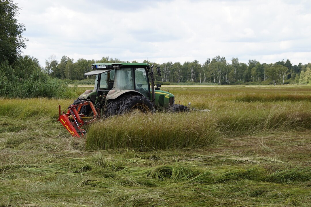 Mähen in hohem Gras. Liegende Tiere sind hier vom Traktor aus schwer sichtbar.