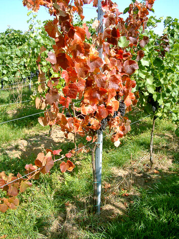 Stammschaden durch Winterfrost.